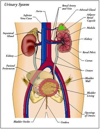 The Kidney System